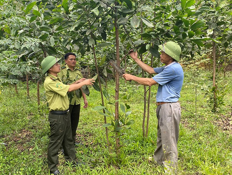  Phát triển rừng cây gỗ lớn