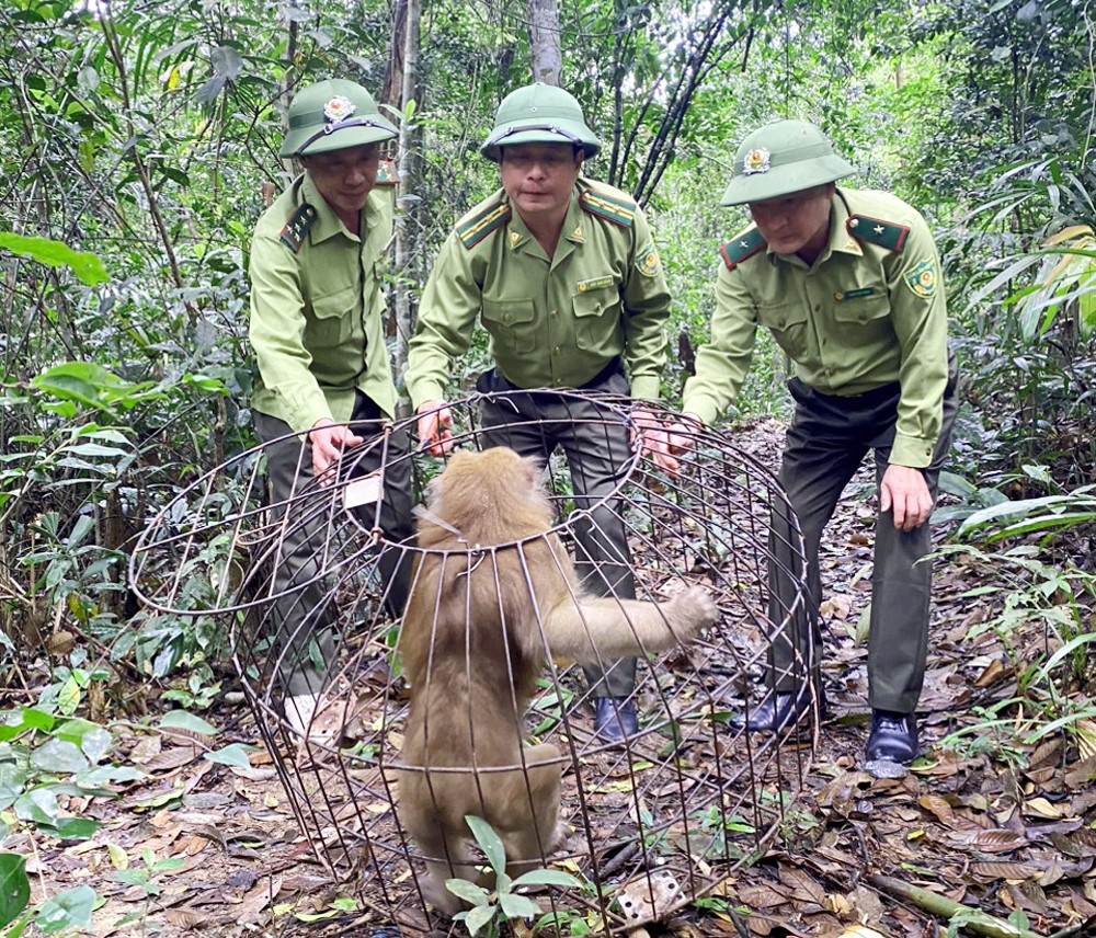  Bắc Giang: Chung tay bảo vệ động vật hoang dã