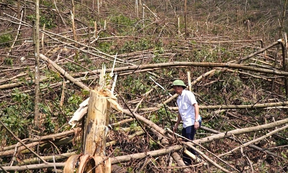  Quảng Ninh: Phát động đợt cao điểm hỗ trợ thu dọn rừng bị thiệt hại do bão số 3